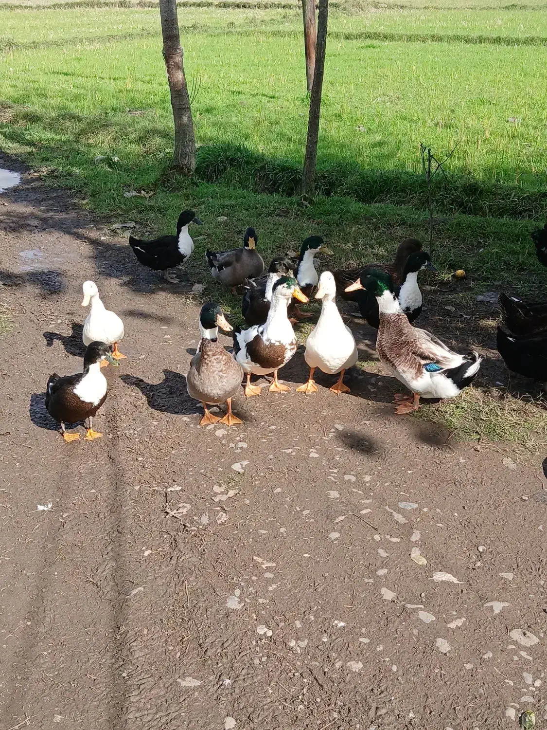 اردک نر وماده|حیوانات مزرعه|سنگر, |دیوار