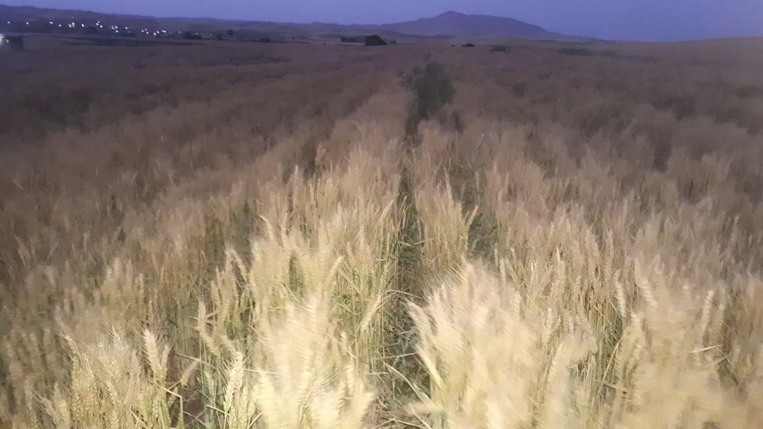 اجاره زمین کشاورزی|اجارهٔ دفتر صنعتی، کشاورزی، تجاری|دهگلان, |دیوار