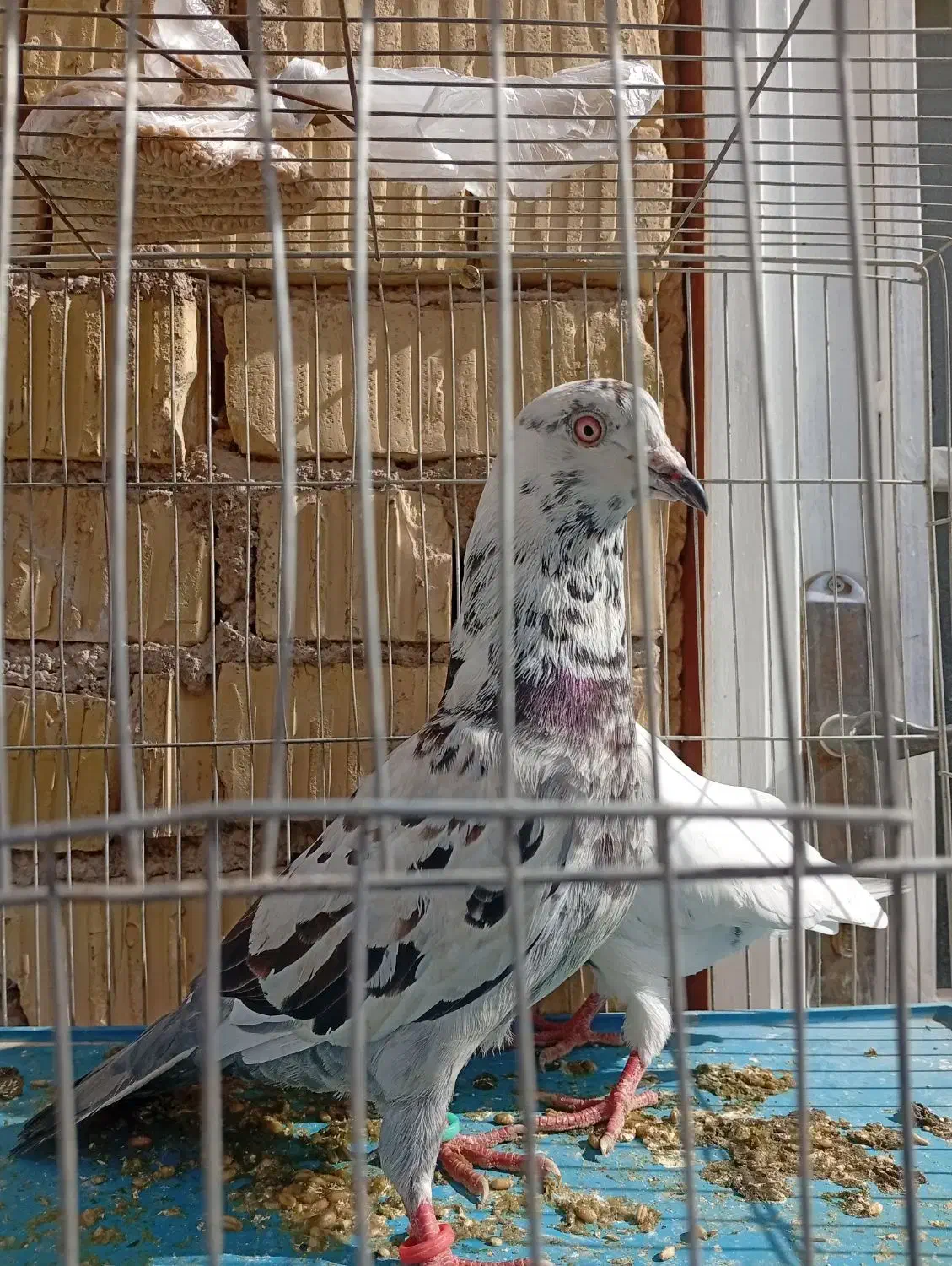 کبوتر تهرونی|پرنده|مرودشت, مختارآباد|دیوار