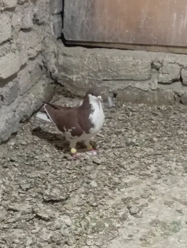 کفتر|پرنده|تاکستان, |دیوار