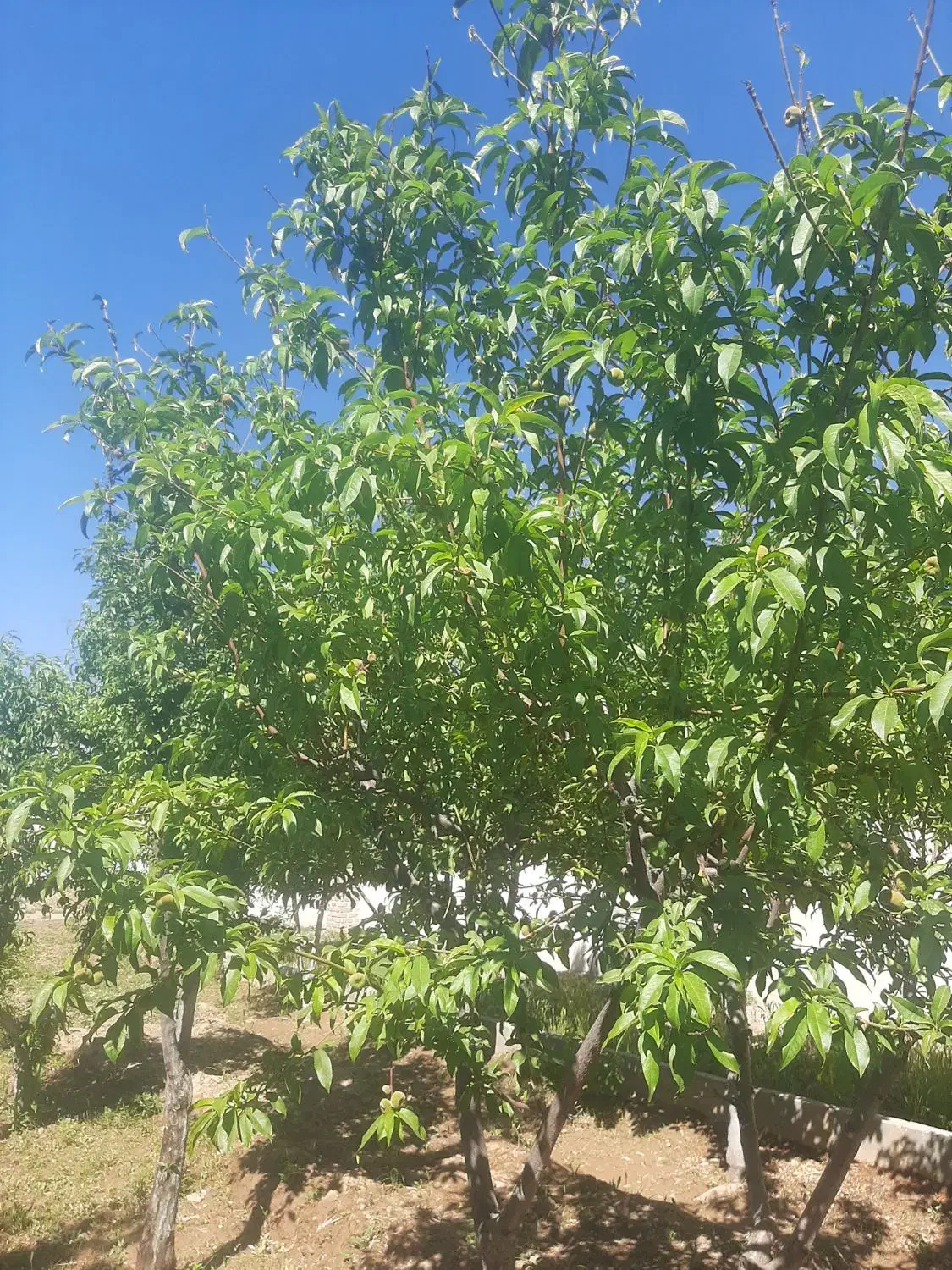 چهارباغ روبروی افشاریه شهرک فروردین ویلا ۴۵۰ متر|فروش خانه و ویلا|کرج, شهرک الهیه|دیوار