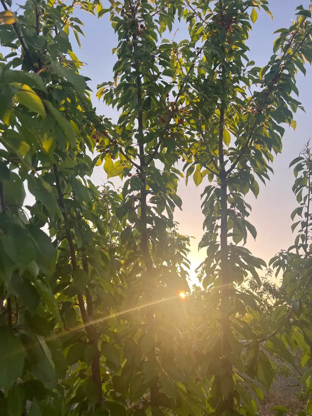 فروش باغچه خان زنیان دهنو قلندری|فروش زمین و ملک کلنگی|ارژن, |دیوار