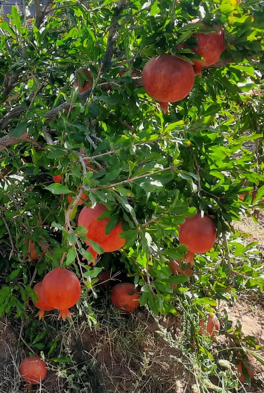 معاوضه باغ انار دونه مشکی باماشین|فروش زمین و ملک کلنگی|سیرجان, |دیوار