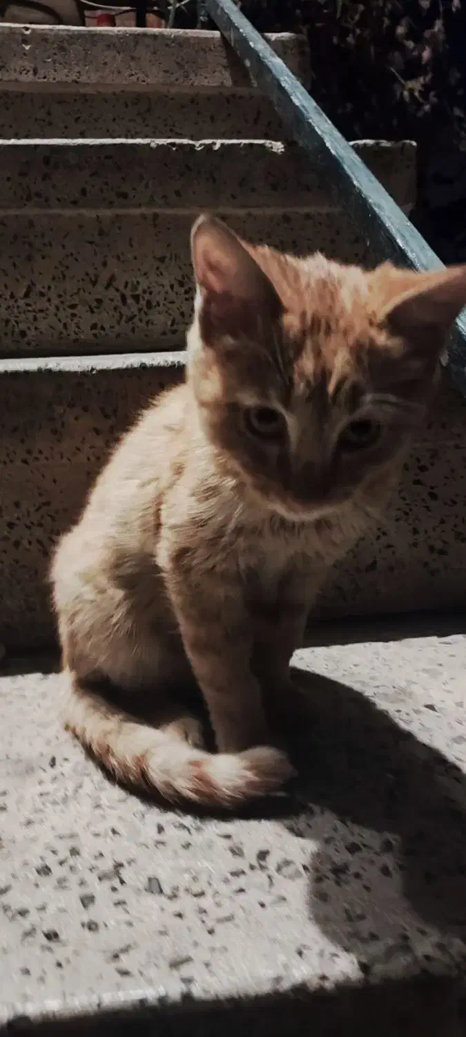 گوربه ببری|گربه|ارومیه, |دیوار