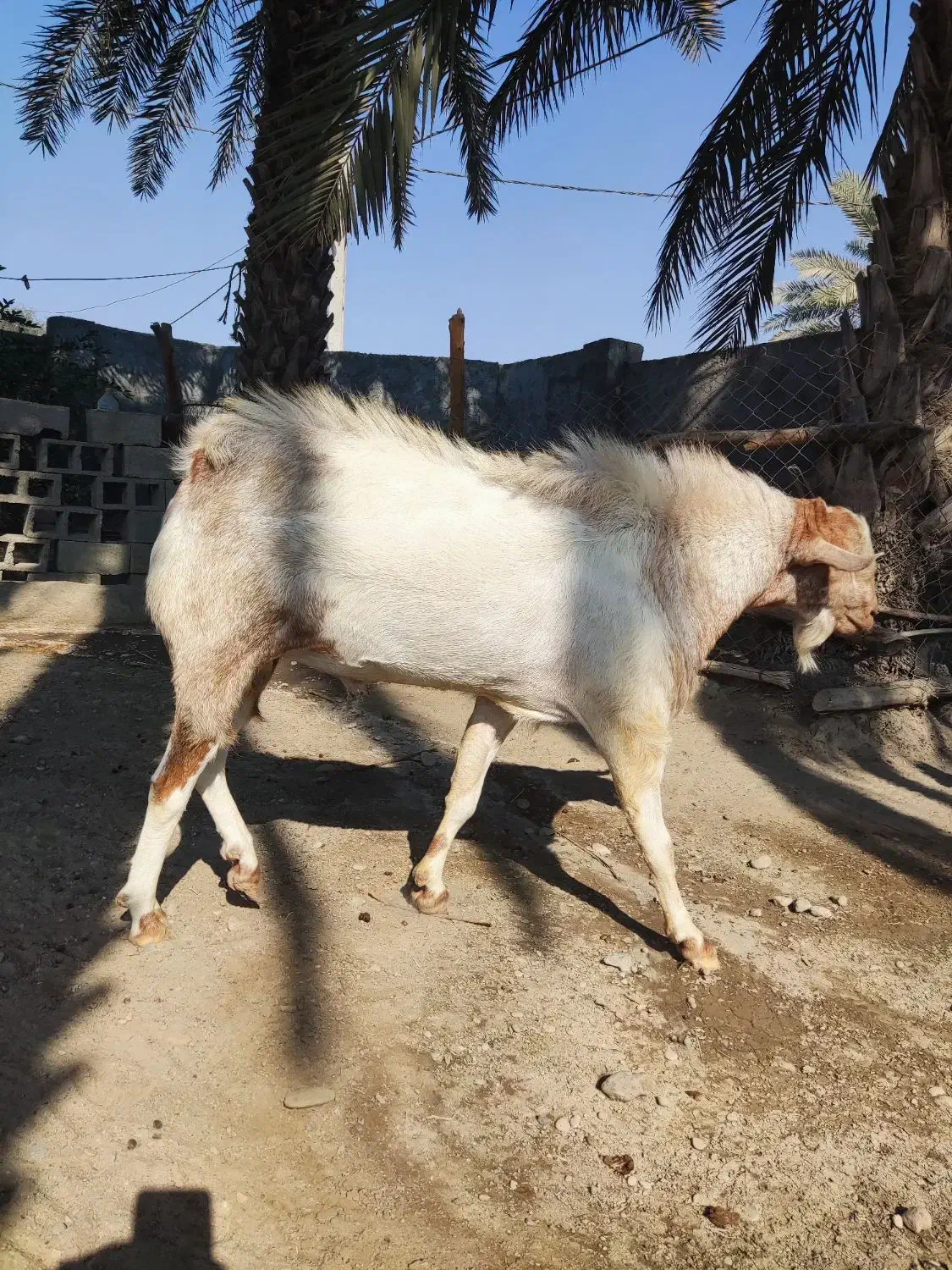 نری بزرگ|حیوانات مزرعه|تخت, |دیوار