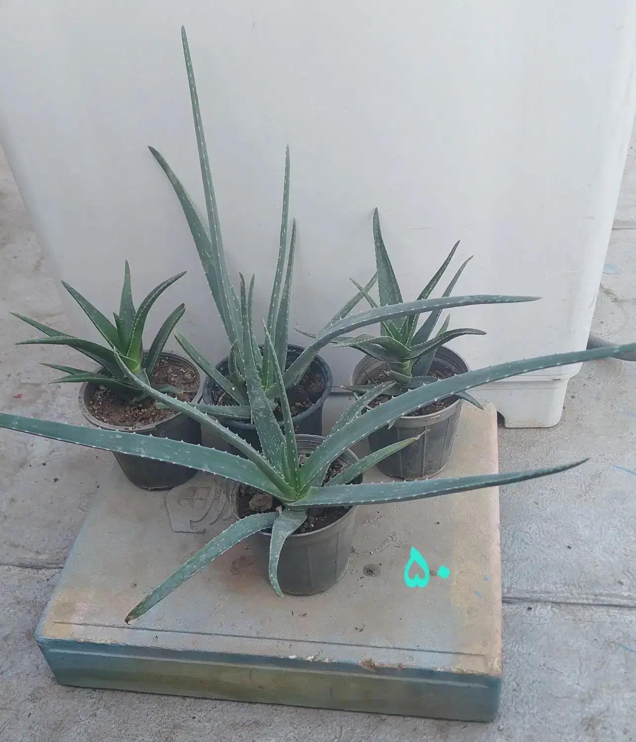 فروش تعدادی کاکتوس|گل و گیاه طبیعی|بهارستان, |دیوار