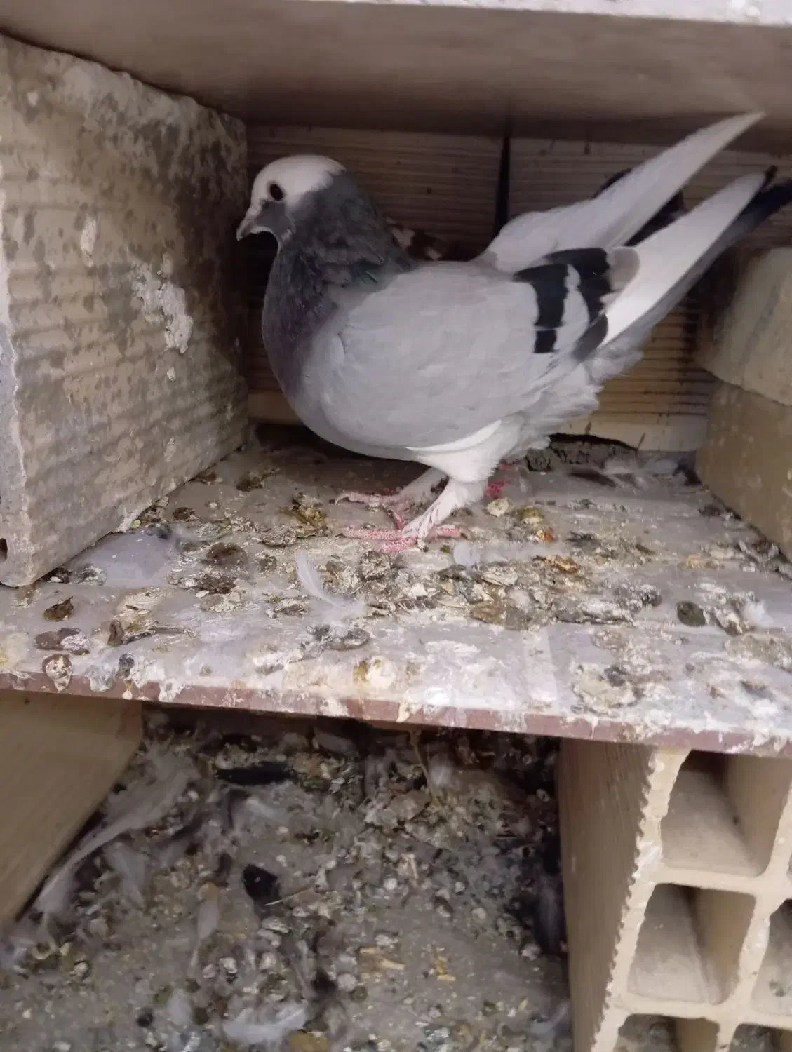 کفتر معاوضه و فروش|پرنده|شاهرود, |دیوار