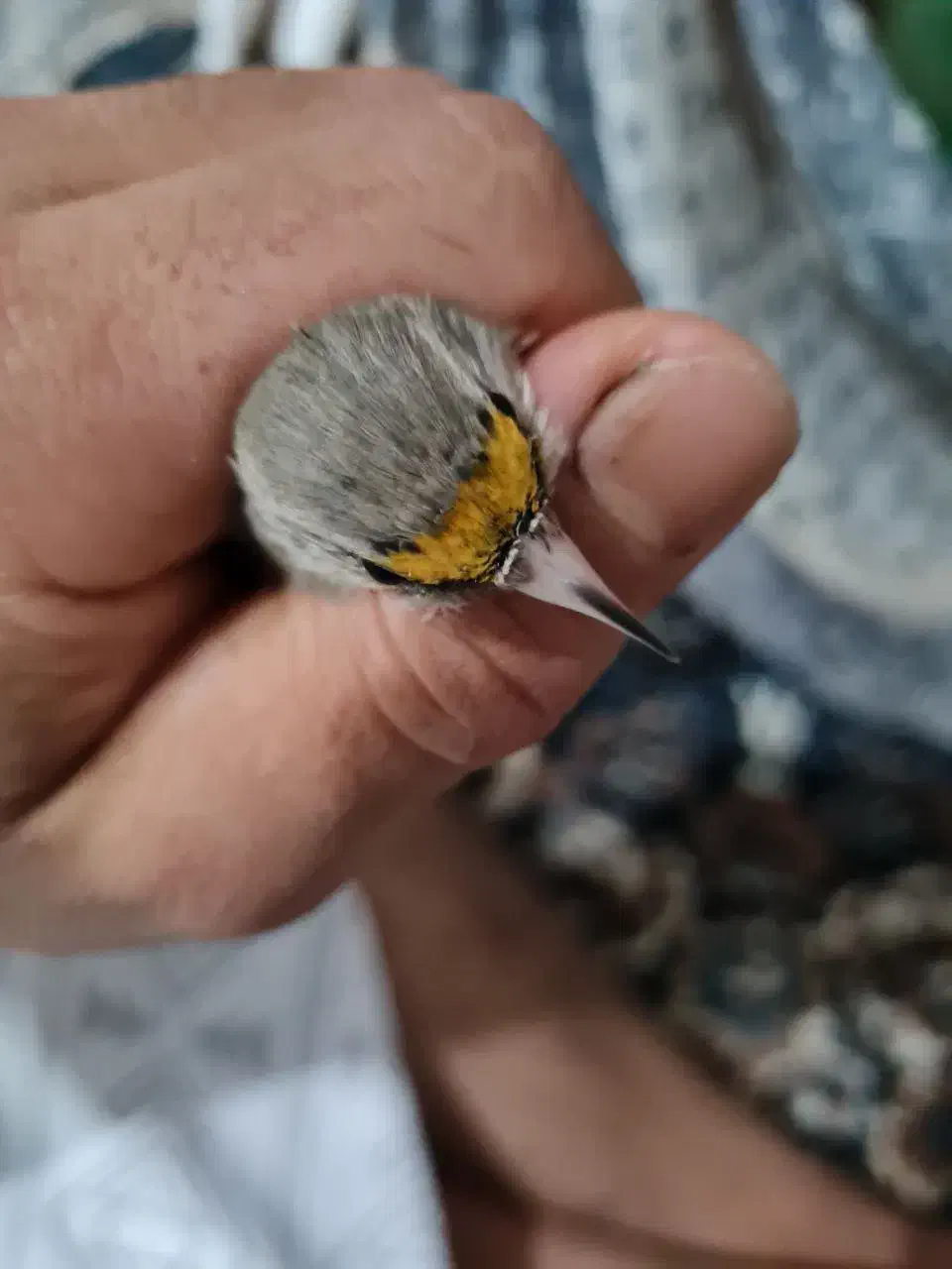 سهره فیروزکوه|پرنده|پاکدشت, حصار امیر|دیوار