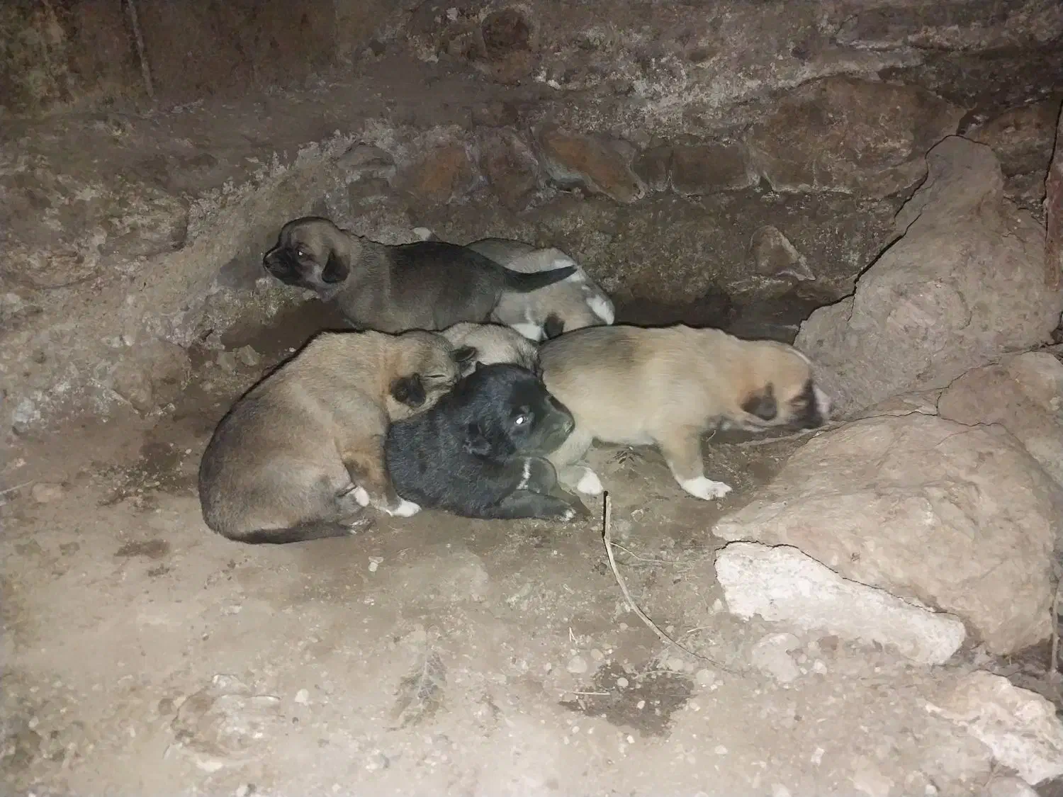 سگ سراب|سگ|محمدیه-قزوین, |دیوار