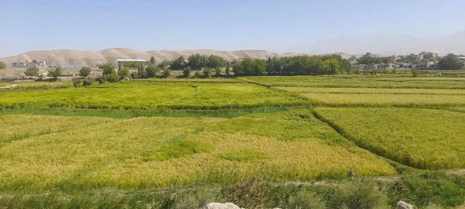 برنجی ز دامنه‌ی رشته کوه هزار مسجدخراسان رضوی لاین|خوردنی و آشامیدنی|تهران, ایران|دیوار