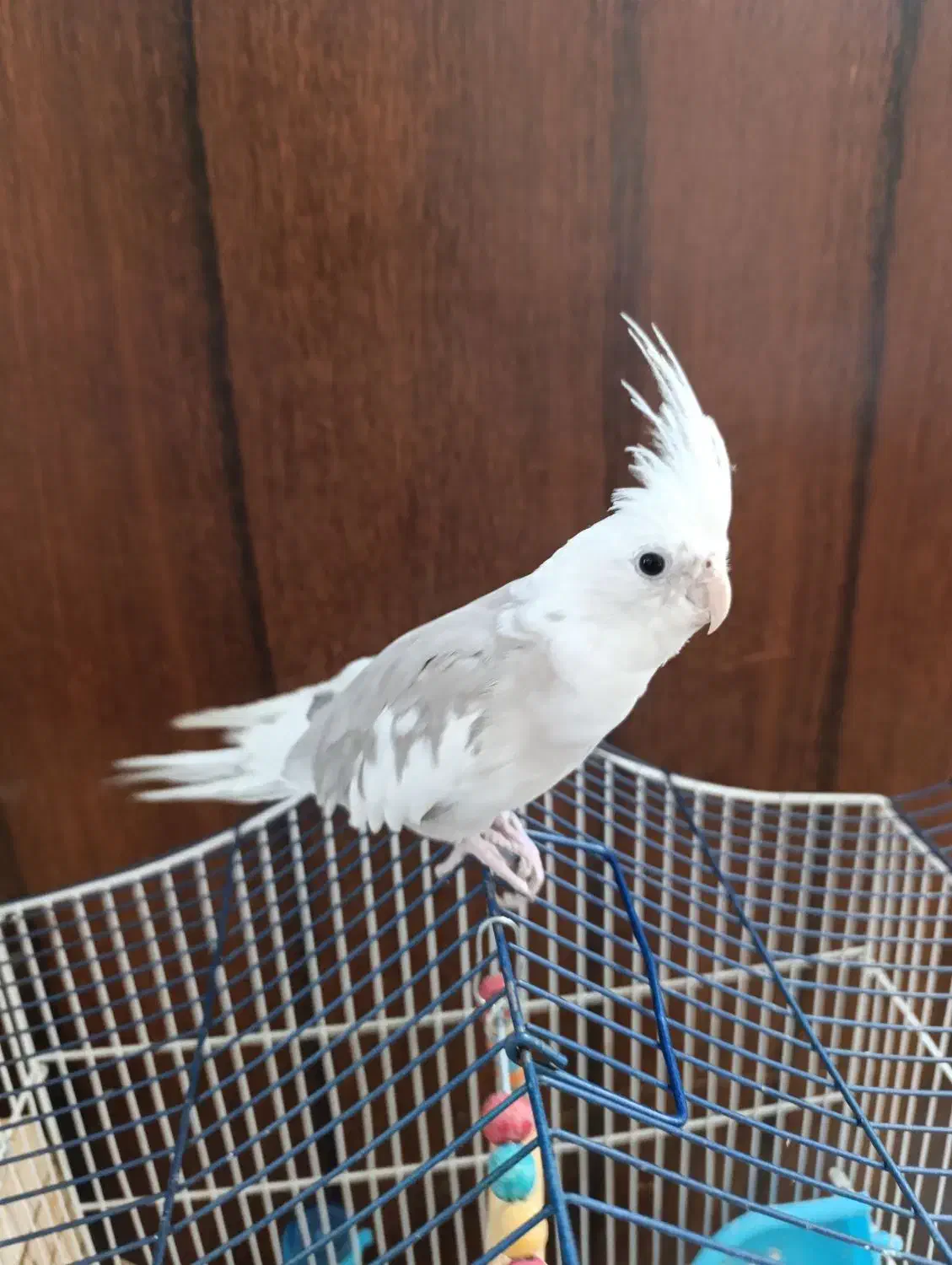 عروس هلندی|پرنده|یزدان شهر, |دیوار