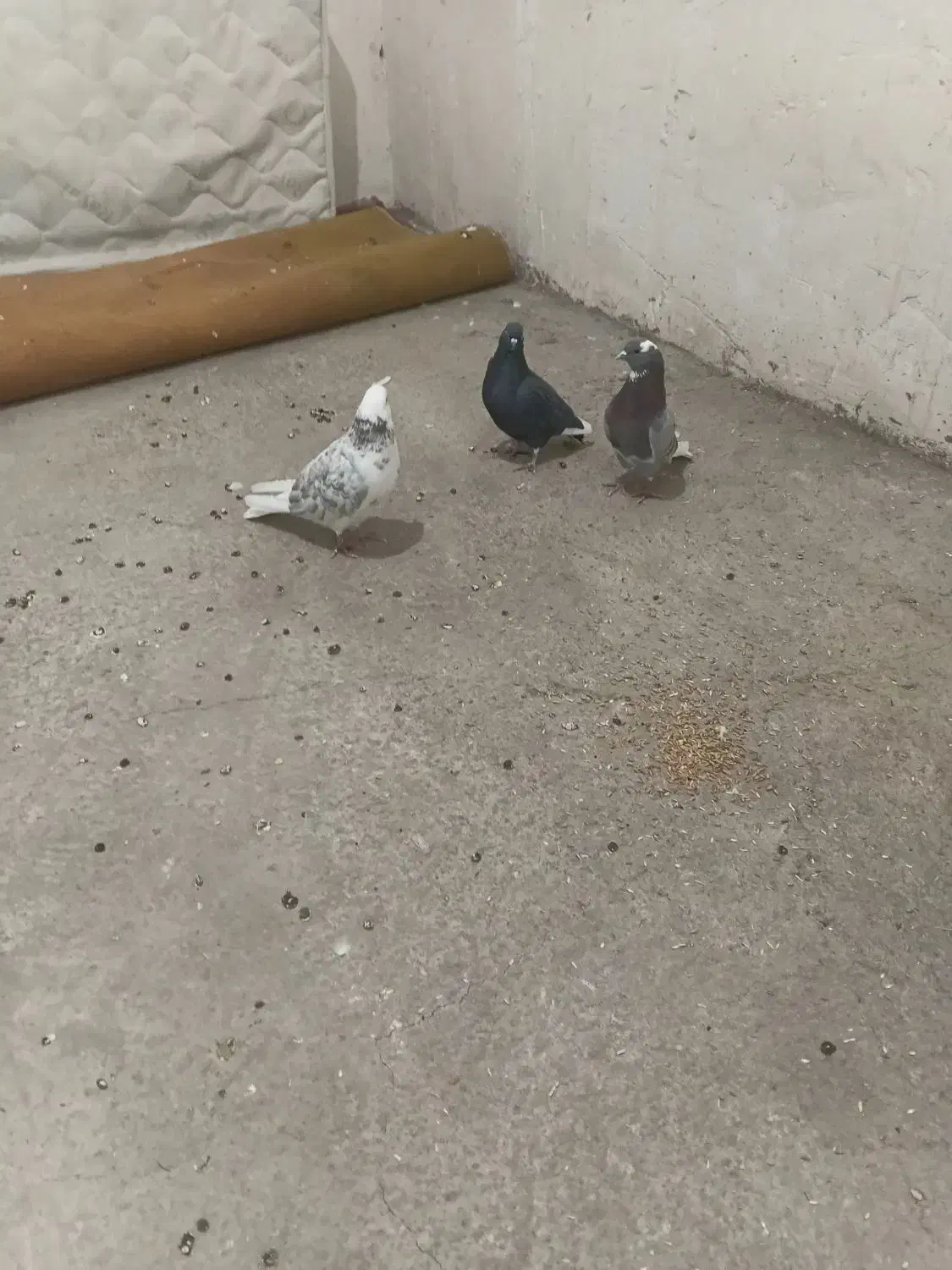 شازدا|پرنده|اردبیل, |دیوار