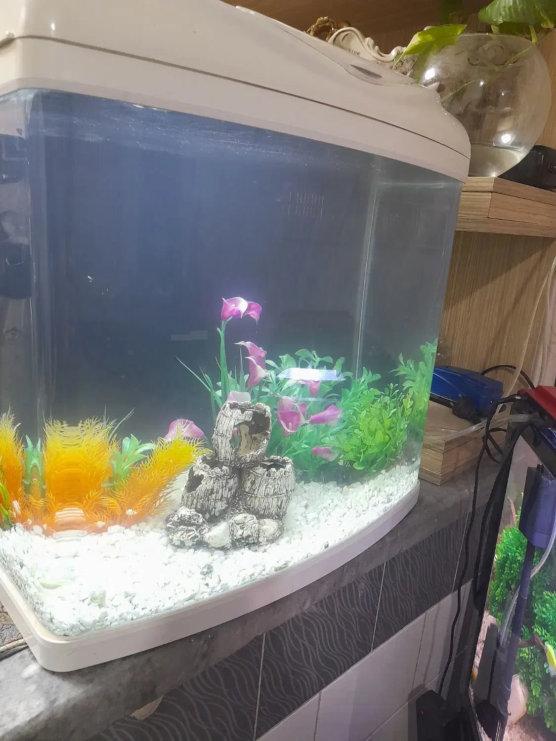 آکواریوم بک سمپ|ماهی|تبریز, |دیوار