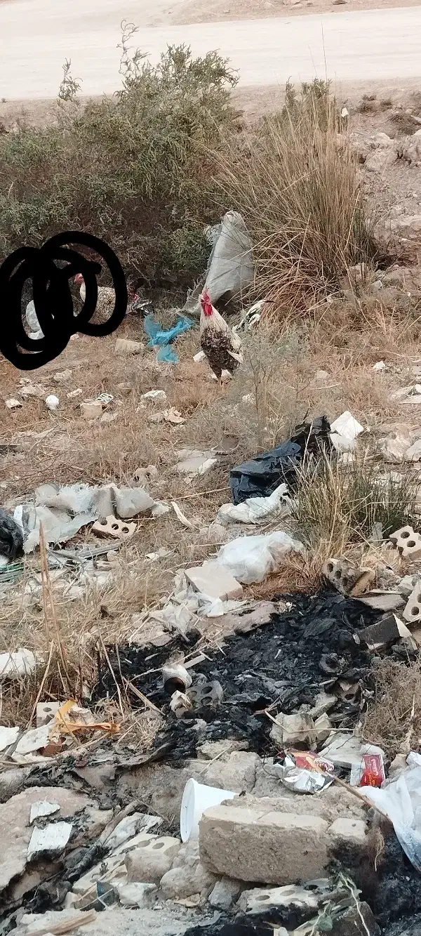 خروس  هکلی اصل عربی|حیوانات مزرعه|حمیدیه, |دیوار