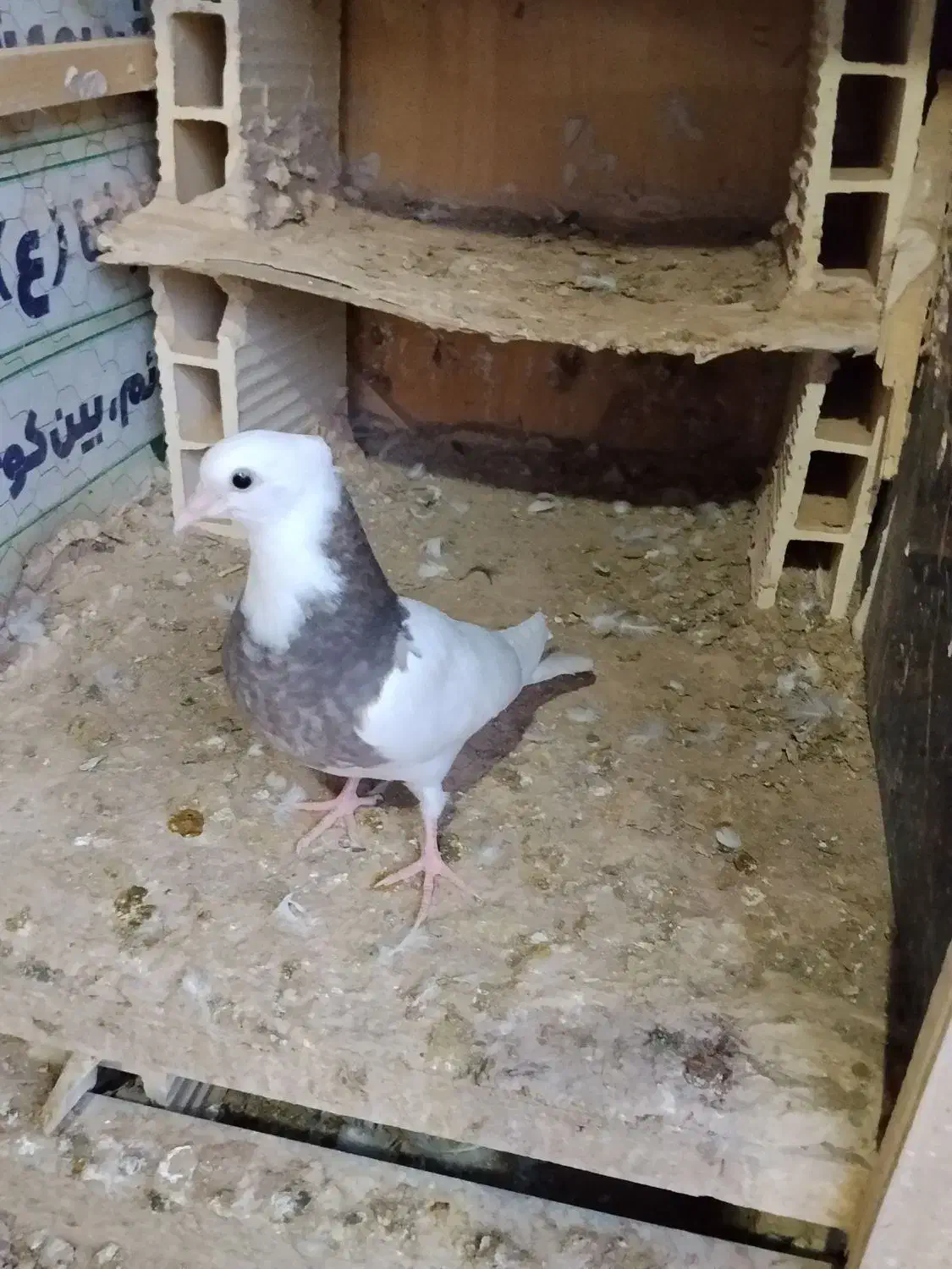 طوقی|پرنده|قم, ولیعصر|دیوار