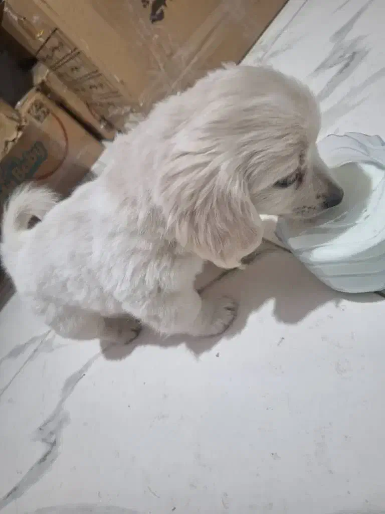 سگ کوچولو|سگ|اصفهان, خانه اصفهان|دیوار