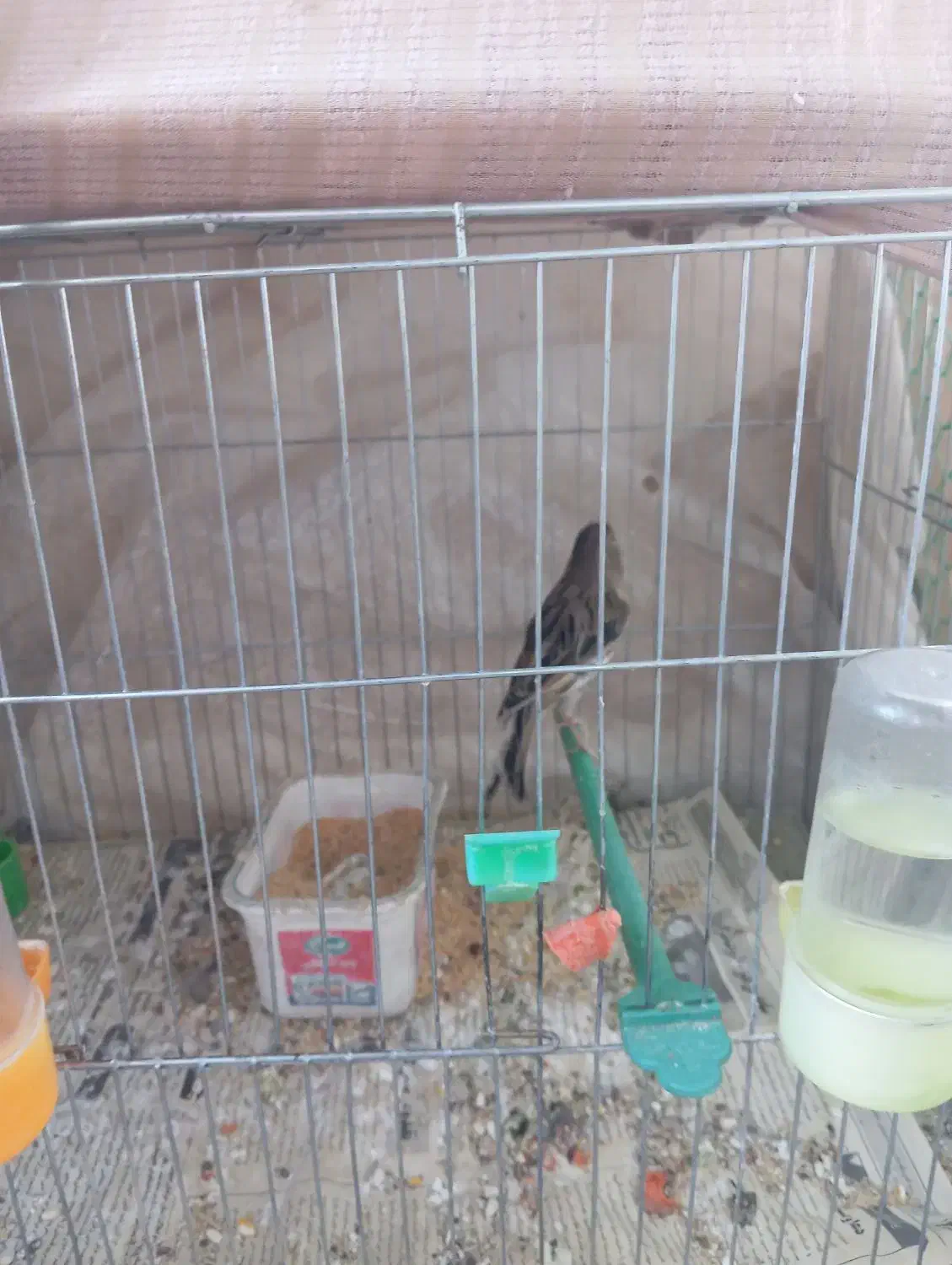 قناری نر|پرنده|بیرجند, |دیوار