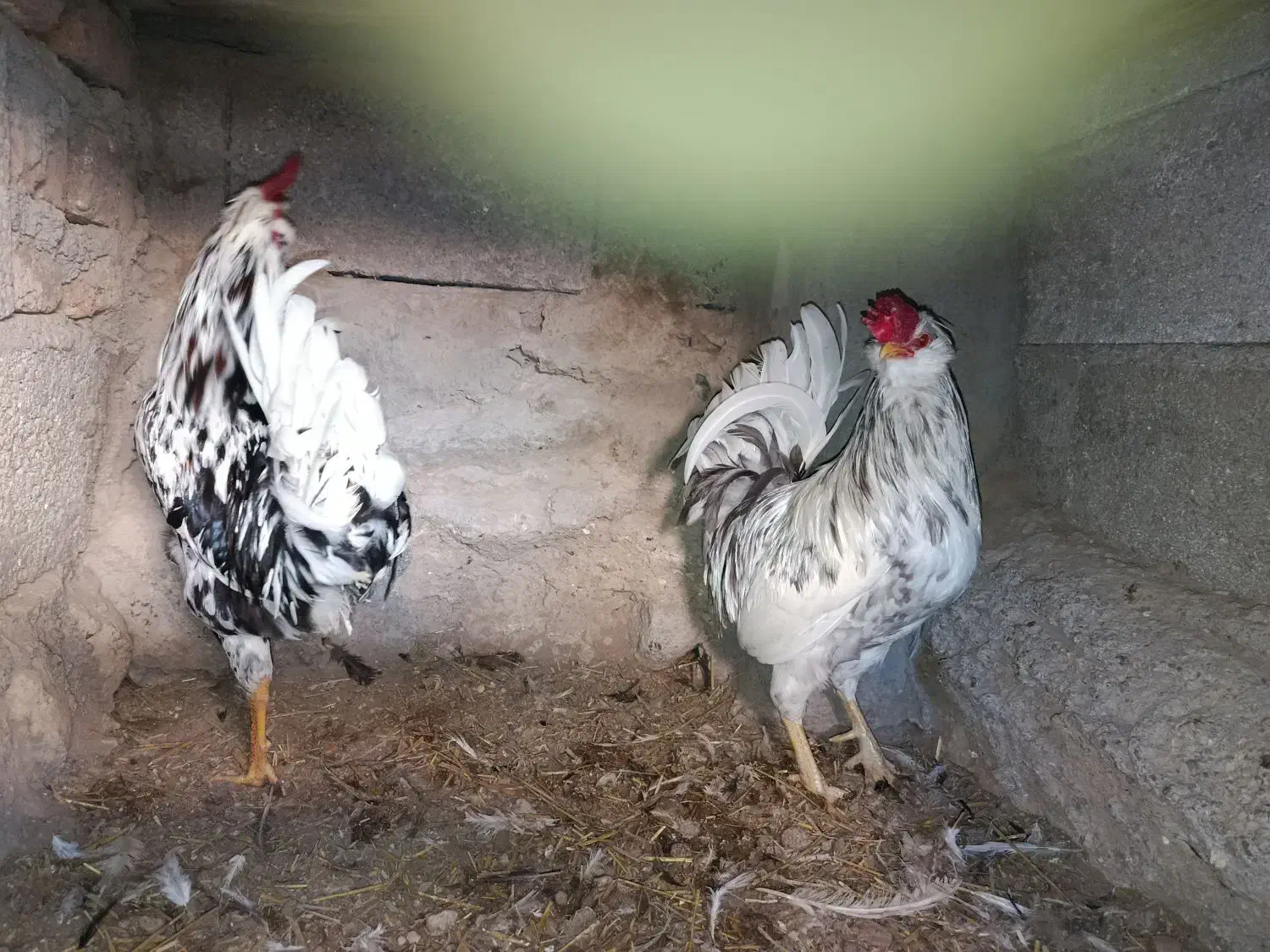 واگذاری دو عدد خروس گلین|حیوانات مزرعه|باسمنج, |دیوار