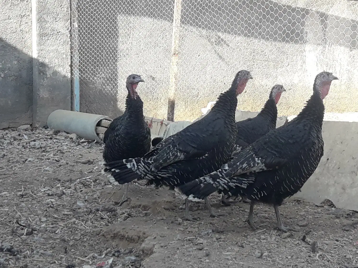 4عدد بوقلمون|حیوانات مزرعه|شهرکرد, |دیوار