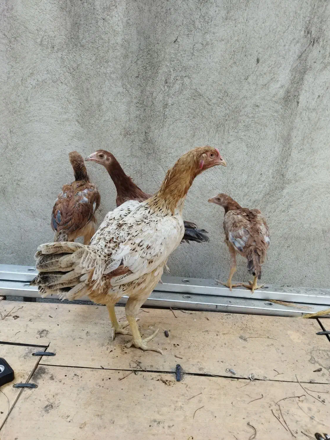 مرغ لاری و جوجه هاش|حیوانات مزرعه|تهران, شارق|دیوار