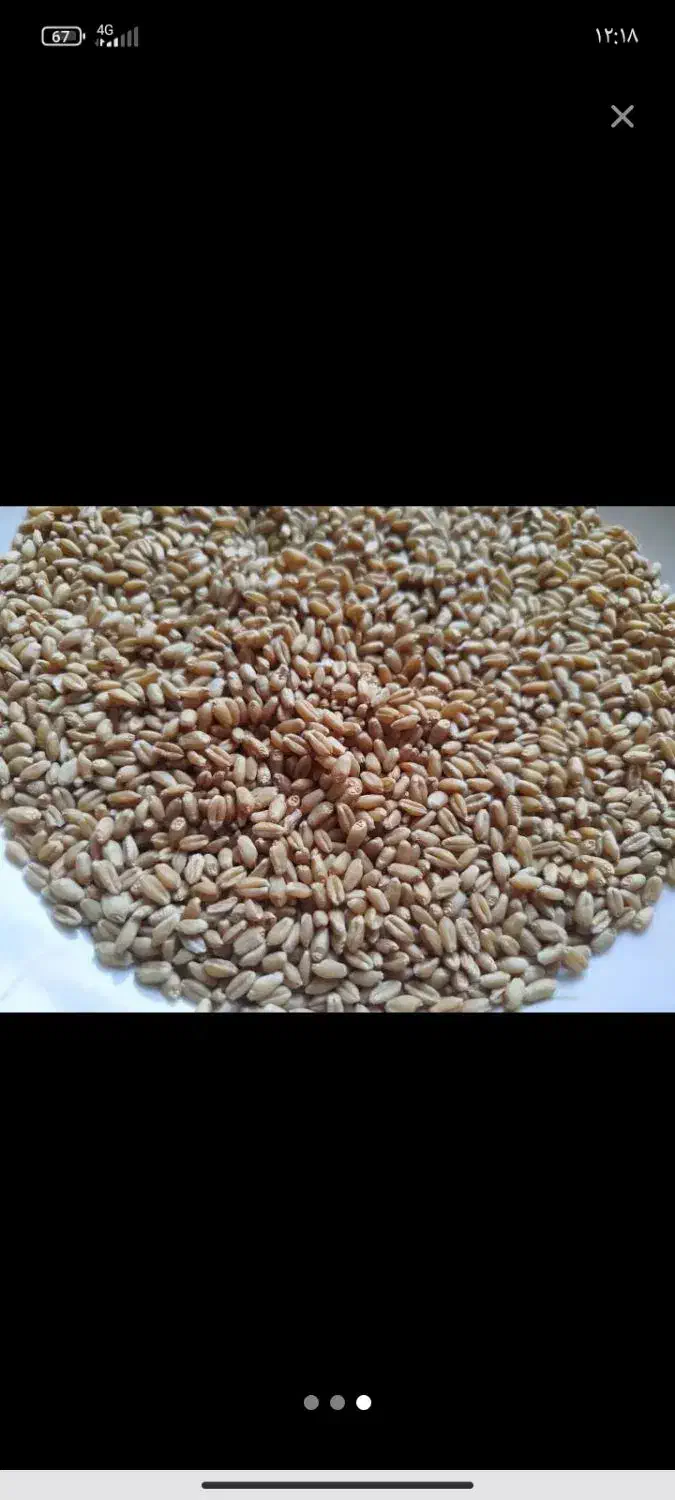 گندم مهرگان بذری|گل و گیاه طبیعی|شوشتر, |دیوار