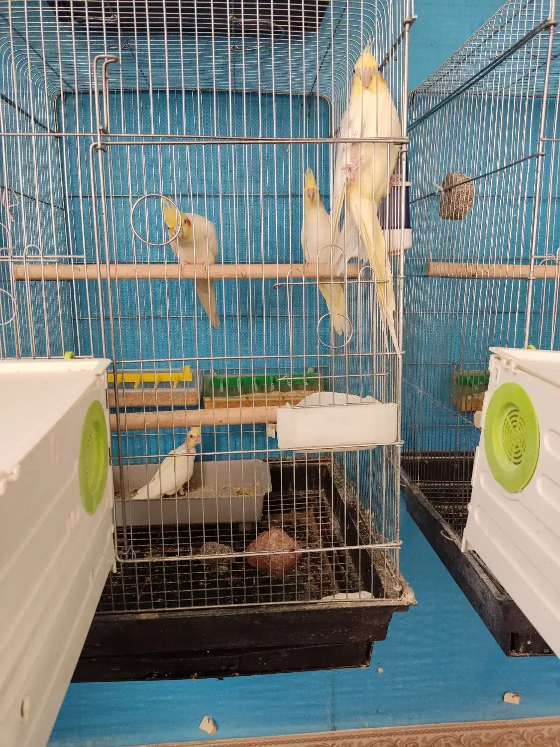 عروس هلندی باجوجه وقفس،خنداب|پرنده|ملایر, |دیوار