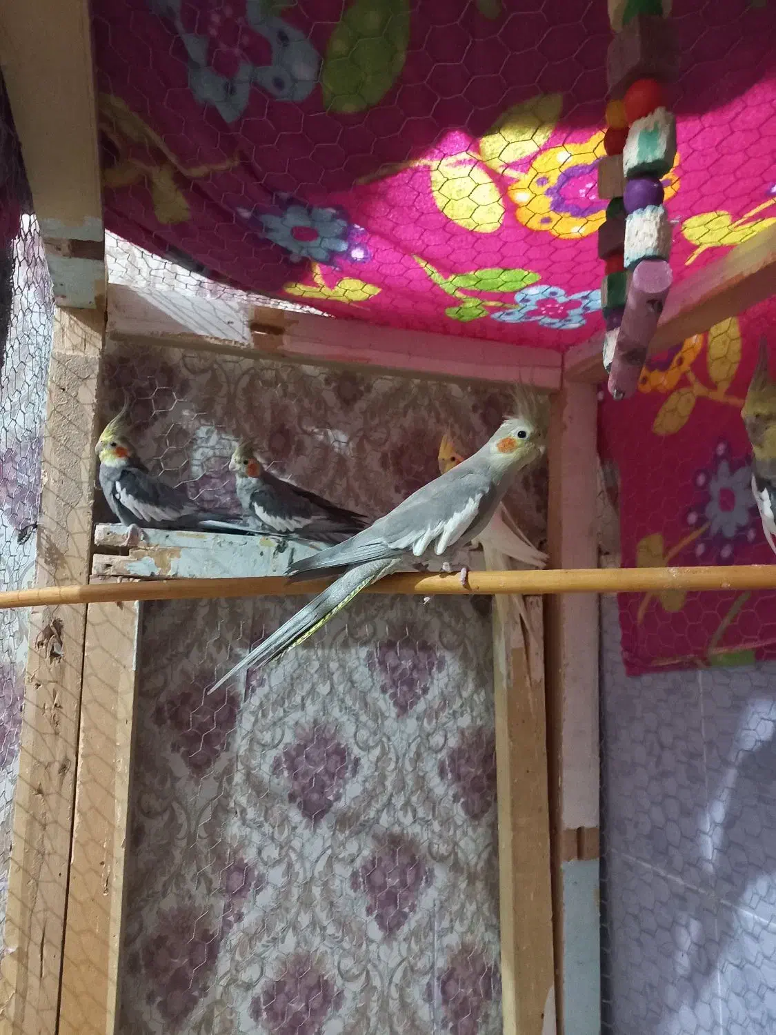 عروس هلندی|پرنده|خرمشهر, |دیوار