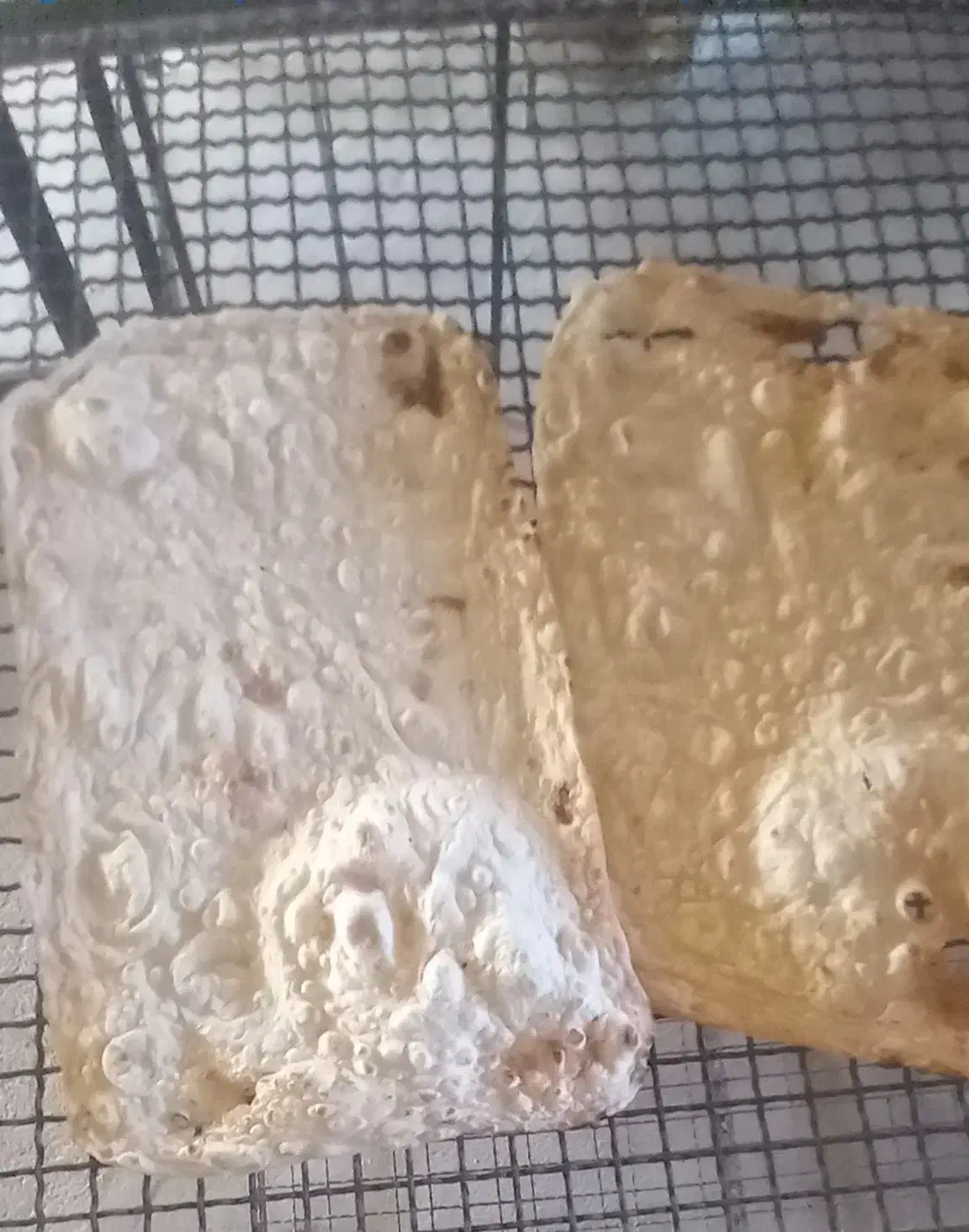 نان لواش محلی مجن|خوردنی و آشامیدنی|بسطام, |دیوار