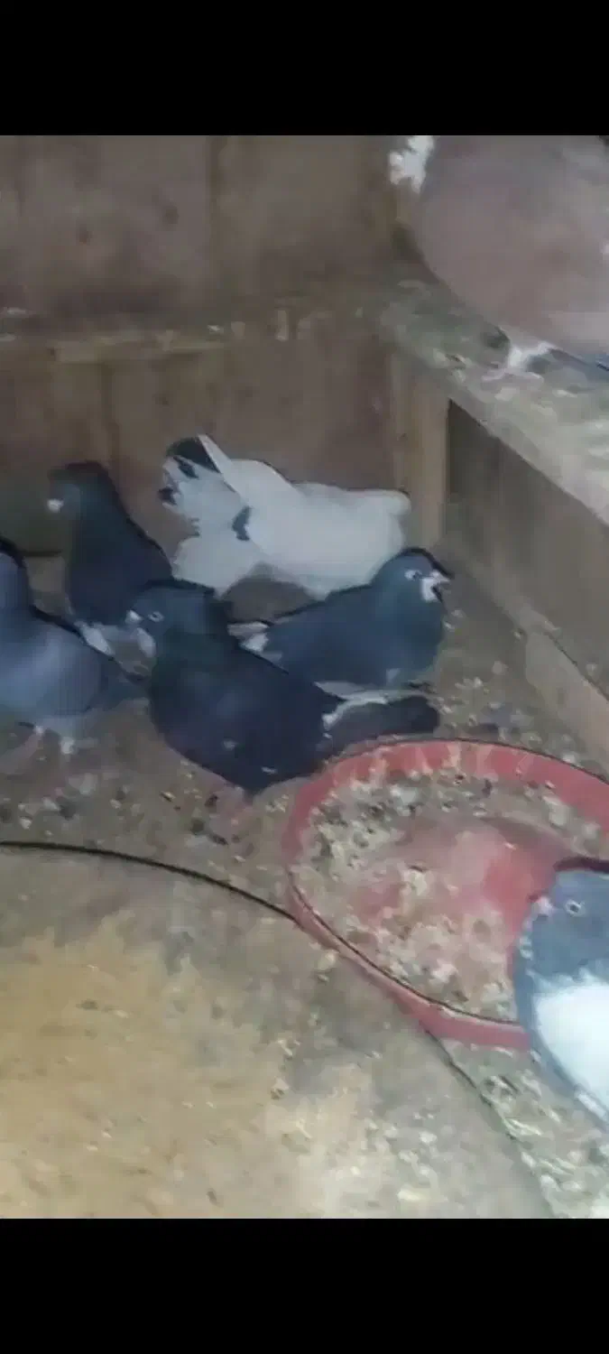 ت تعدادی کبوتر در یک و خوب|پرنده|صدرا-فارس, فاز ۱|دیوار