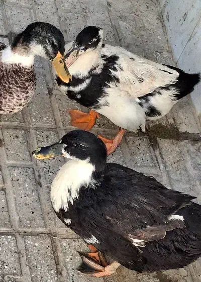۲ عدد اردک ماده تخم گذار بالغ|حیوانات مزرعه|شیروان (خراسان), |دیوار