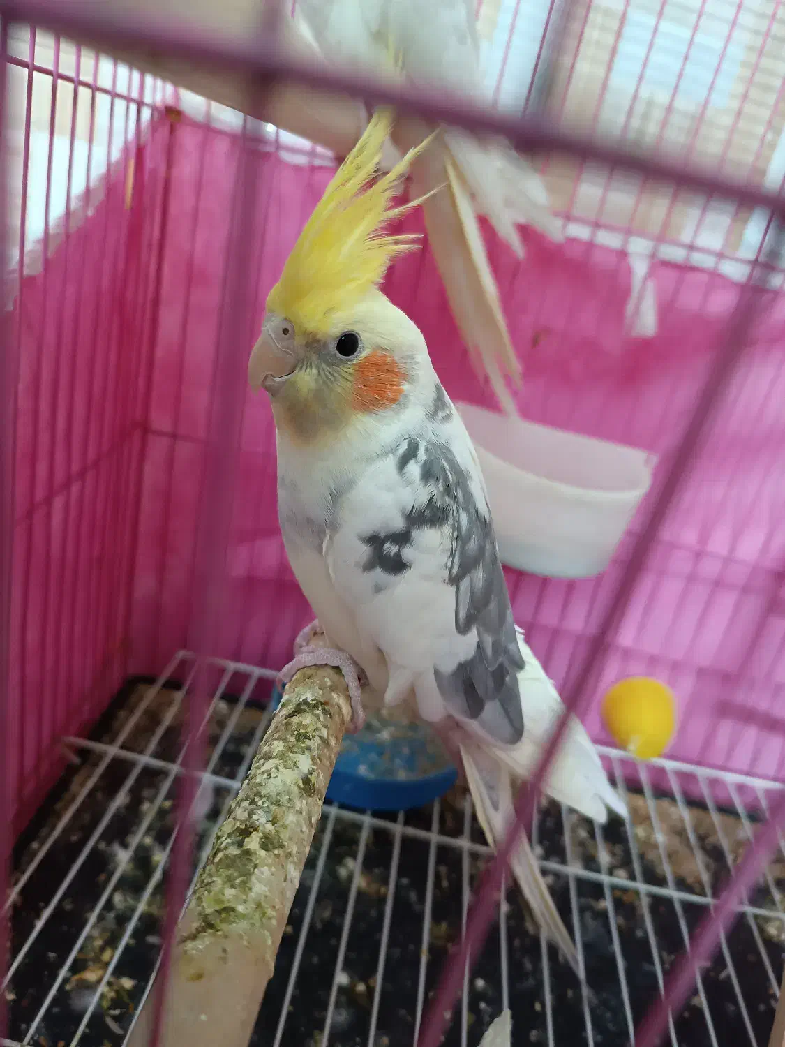 عروس هلندی ابلغ نر سه ماهه سخنگو|پرنده|ابهر, |دیوار