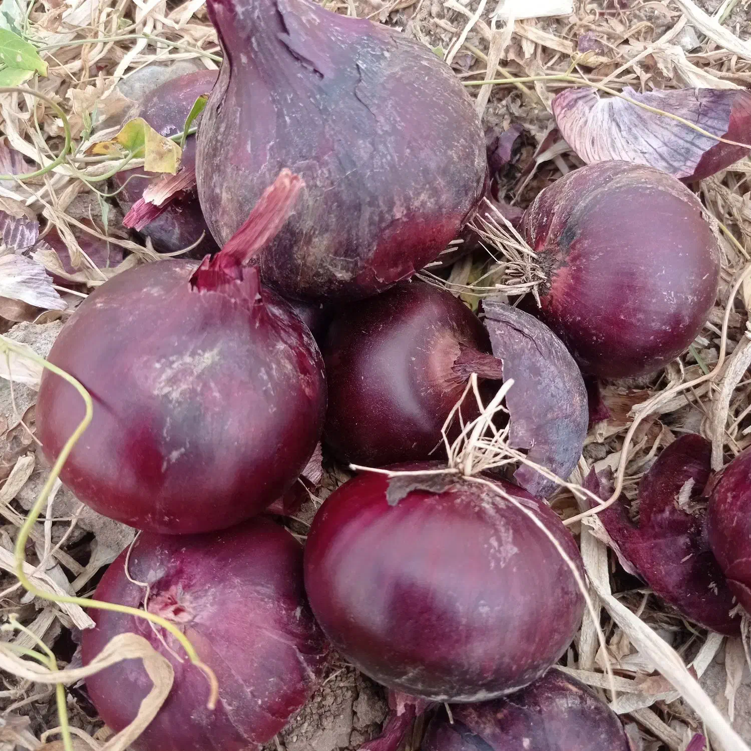 بذر پیاز قرمز اناری|عمده‌فروشی|لیلان, |دیوار