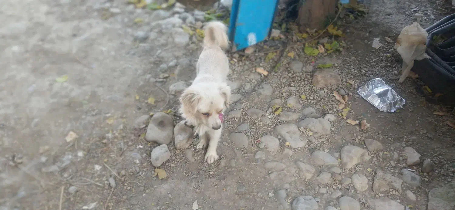 سگ پاکوتاه فک کوچیک 4میلیون تومان|سگ|رامیان, |دیوار