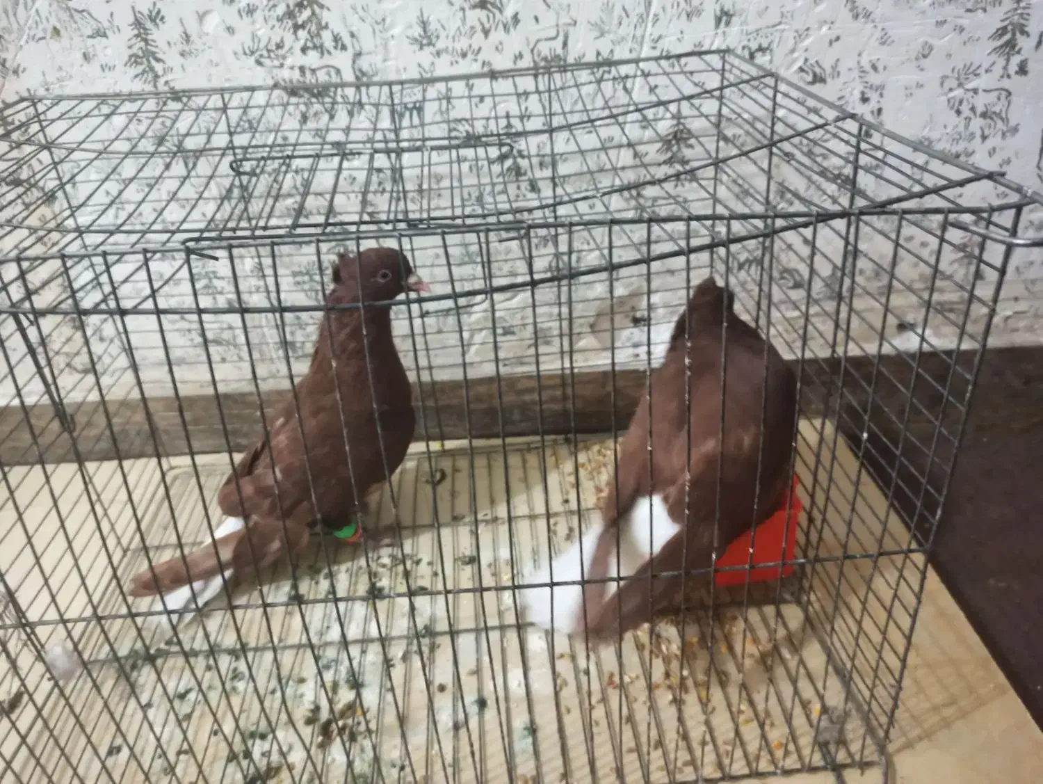 کبوتر سرخ دم سفید|پرنده|شوشتر, |دیوار