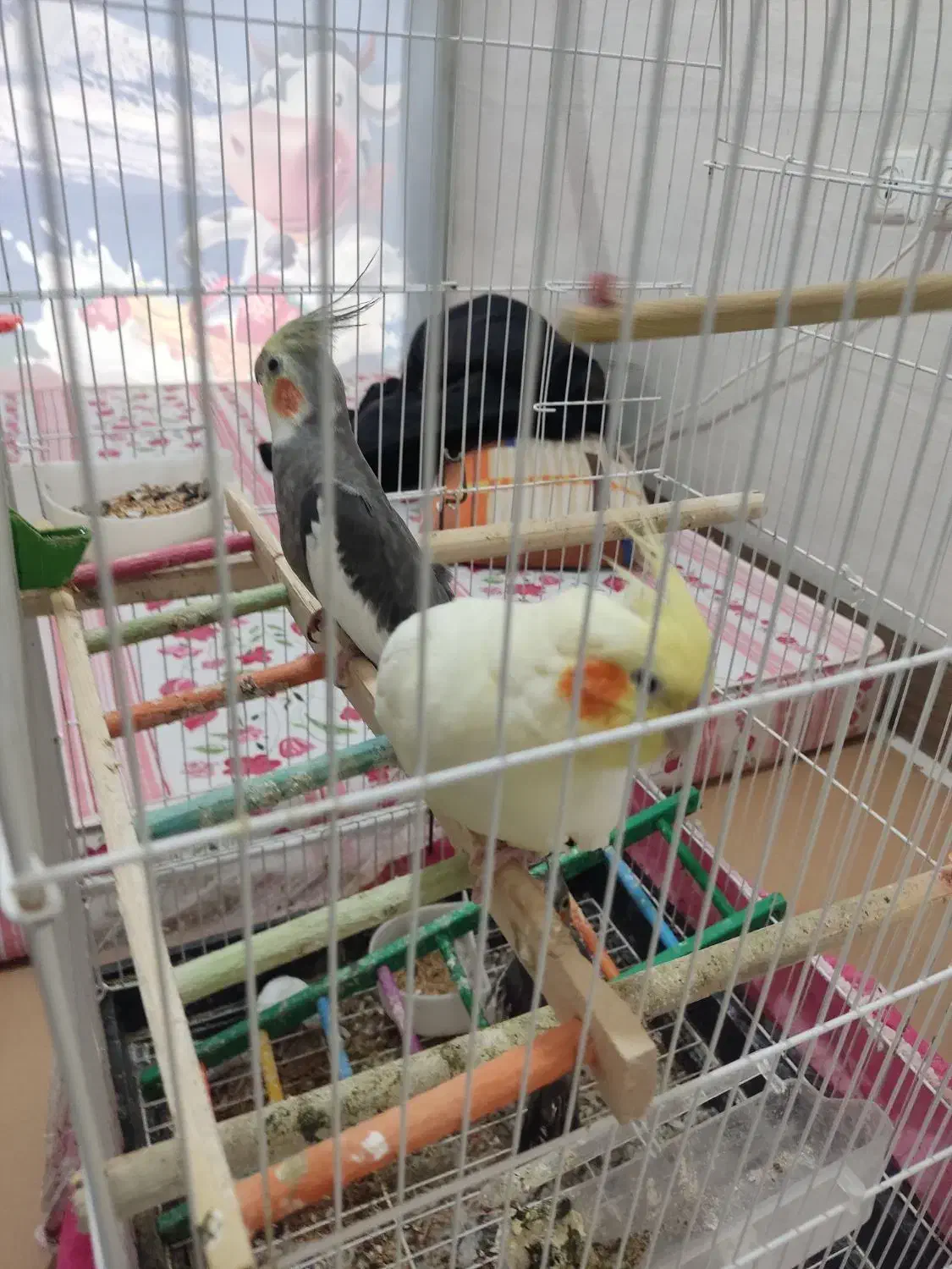 عروس هلندی --قناری-- طوطی گرینجیک|پرنده|اردبیل, |دیوار