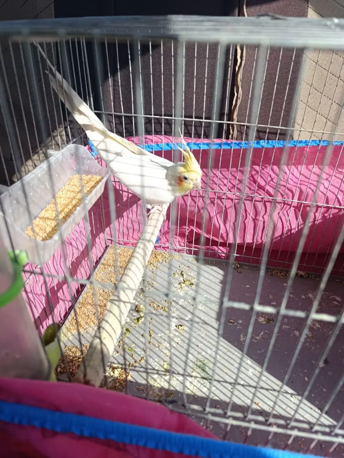 عروس هلندی مولد|پرنده|تهران, کوی بیمه|دیوار