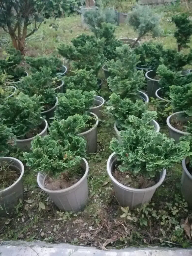 فروش گل پیوند|گل و گیاه طبیعی|کتالم و سادات شهر, |دیوار