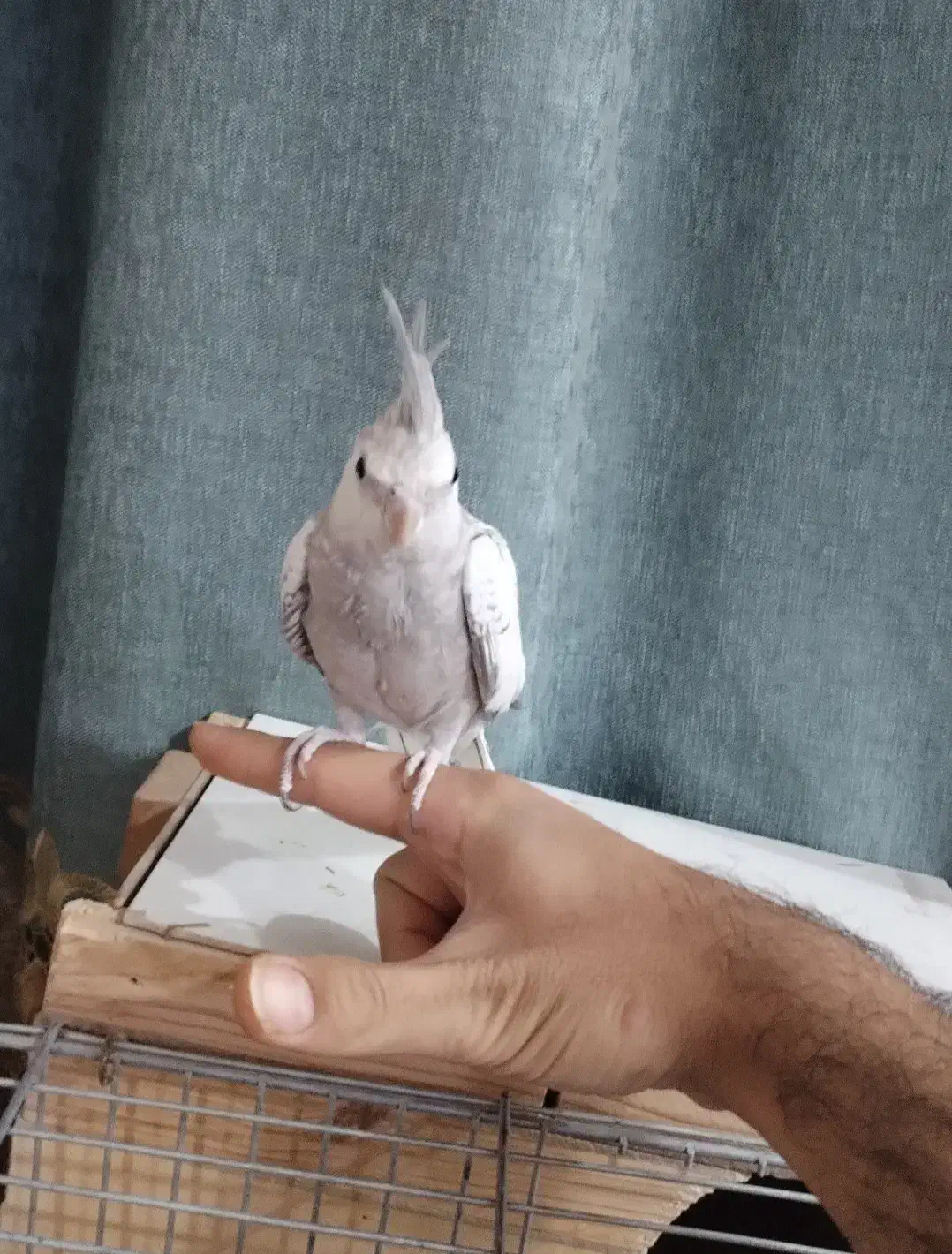 عروس هلندی ایزابلا نر|پرنده|شوشتر, |دیوار