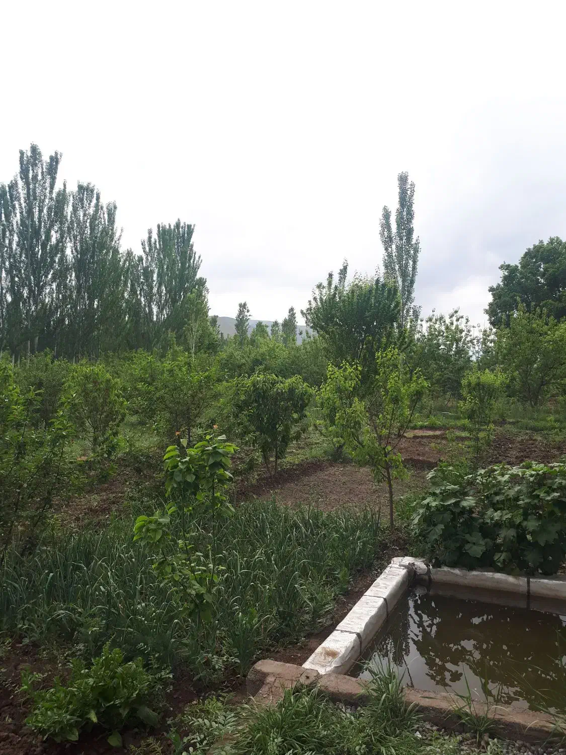 باغ و زمین زراعی در منطقه جاده قطور  خوی|فروش زمین و ملک کلنگی|خوی, |دیوار