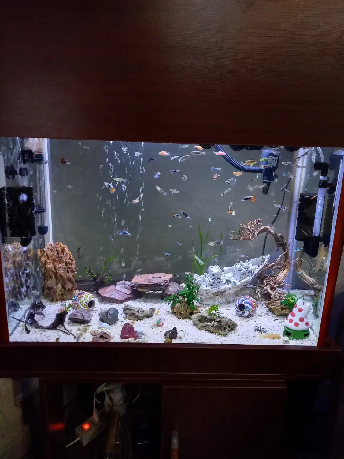 اکواریوم|ماهی|تهران, هفت حوض|دیوار