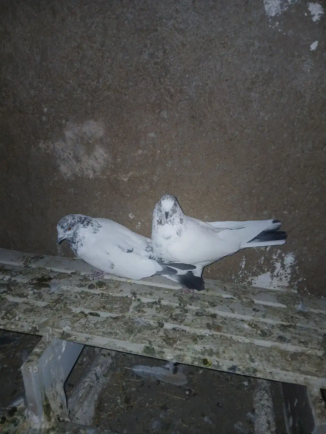 کبوتر|پرنده|کوهدشت, |دیوار