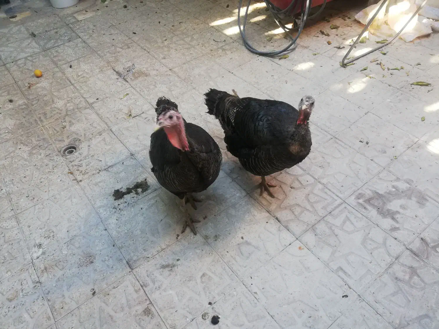 دو عدد بوقلمون تخم گزار|حیوانات مزرعه|شیراز, شیخ علی چوپان|دیوار