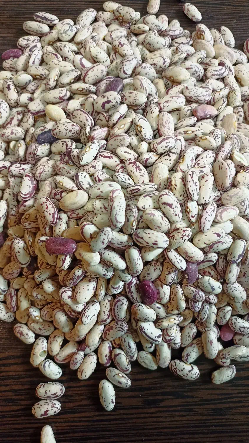 لوبیا چیتی|عمده‌فروشی|بجنورد, |دیوار