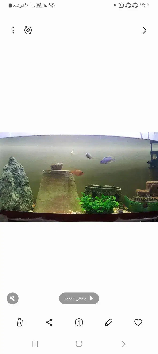 گوپیو سیچیلاید|ماهی|باغ حلی, |دیوار