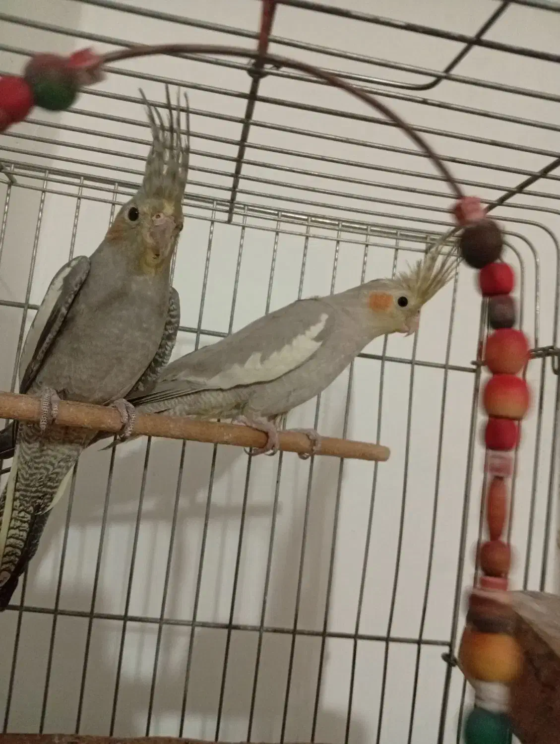 عروس هلندی جفت|پرنده|همدان, |دیوار