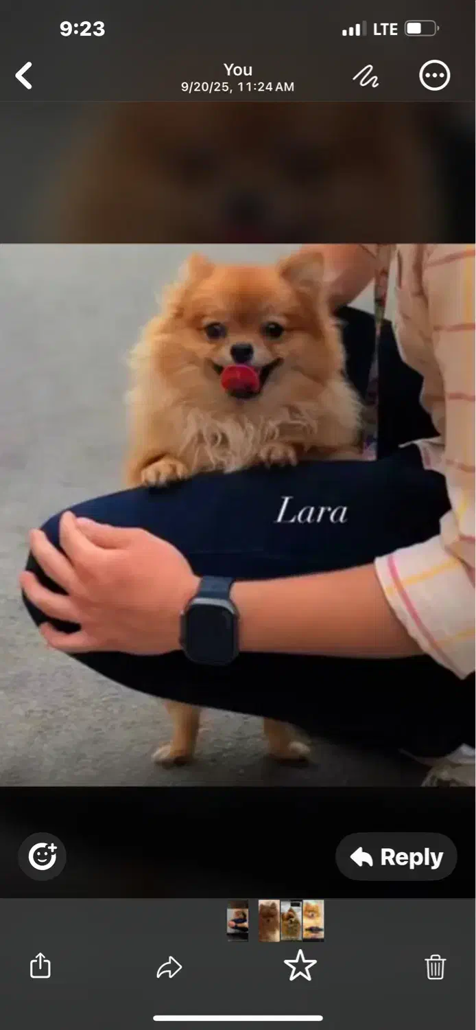 گمشده|حیوانات|شیراز, ارم|دیوار