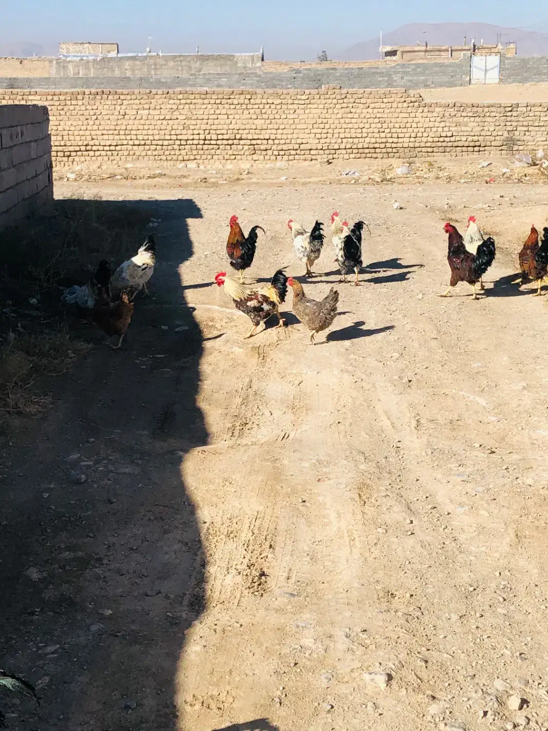 خروس محلی|حیوانات مزرعه|شیروان (خراسان), |دیوار