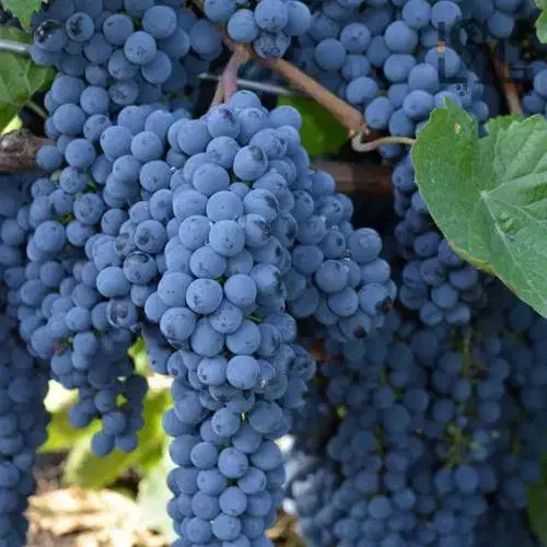 خدمات تخصصی باغبانی|خدمات باغبانی و درختکاری|گناباد, |دیوار