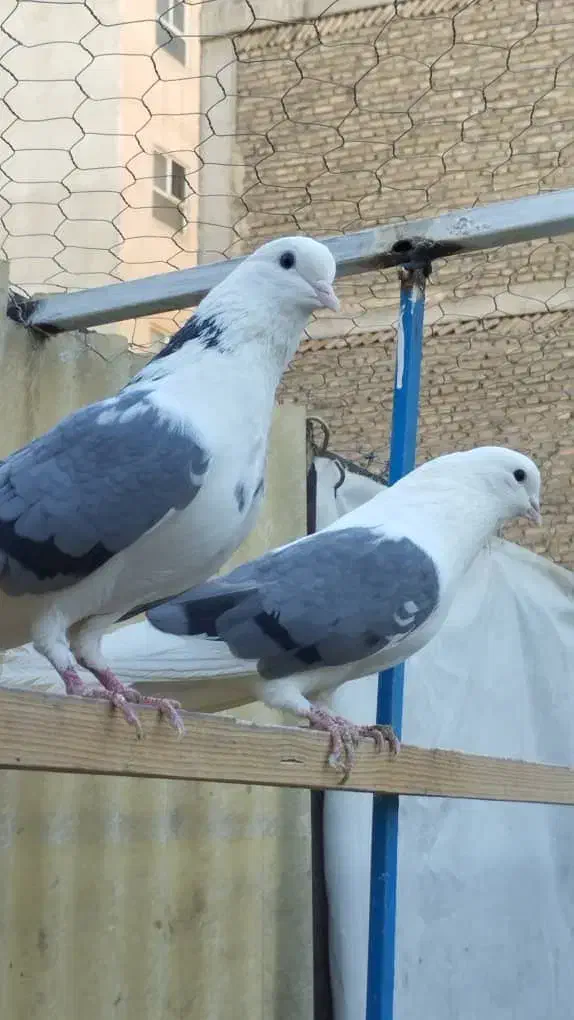 کفتر گرو دهنجور ضمانتی|پرنده|تهران, سلسبیل جنوبی|دیوار