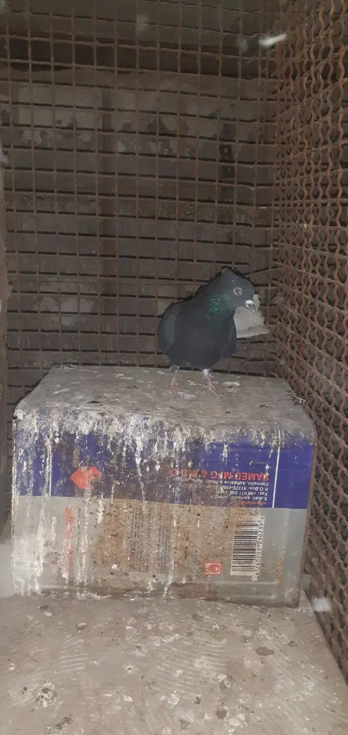 دم سفید|پرنده|مشهد, رده|دیوار